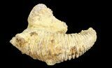 Cretaceous Fossil Oyster (Rastellum) - Madagascar #69621-2
